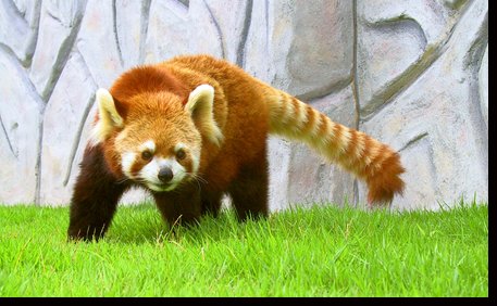 🦁 히메지 센트럴 파크 이미지 7